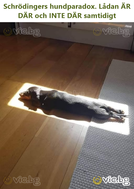 Schrödingers hundparadox. Lådan ÄR DÄR och INTE DÄR samtidigt