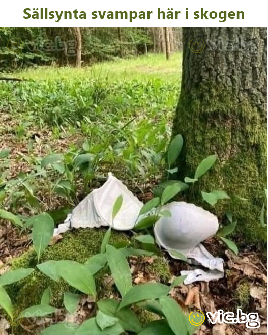 Sällsynta svampar här i skogen