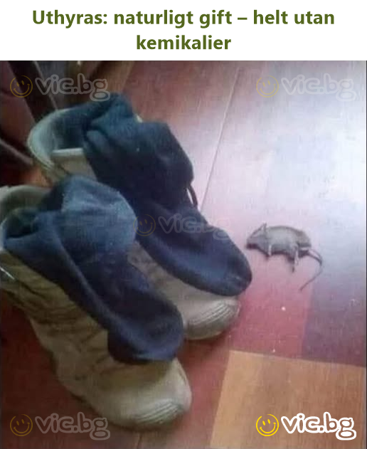 Uthyras: naturligt gift – helt utan kemikalier