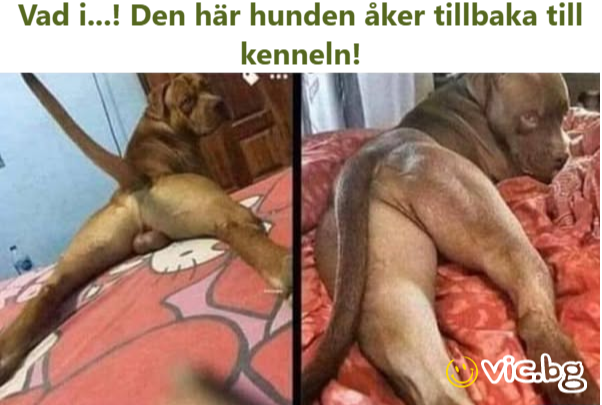 Vad i...! Den här hunden åker tillbaka till kenneln!