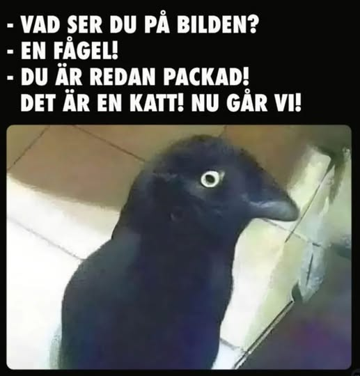- Vad ser du pả bilden? - En fägel! - Du är redan packad! Det är en katt! Nu gảr vi!