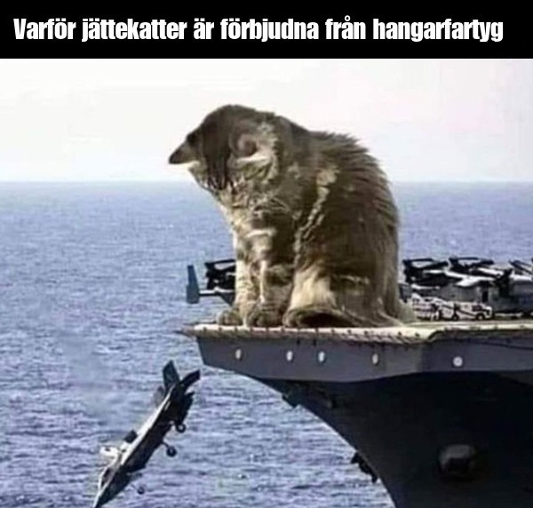 Varför jättekatter är förbjudna frän hangarfartyg