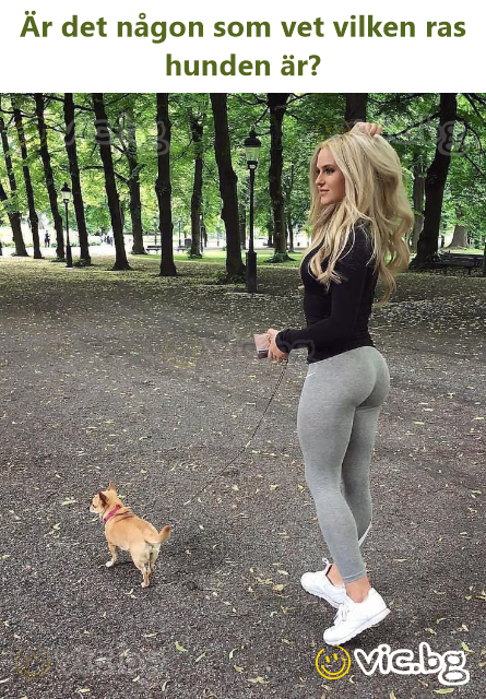 Är det någon som vet vilken ras hunden är?