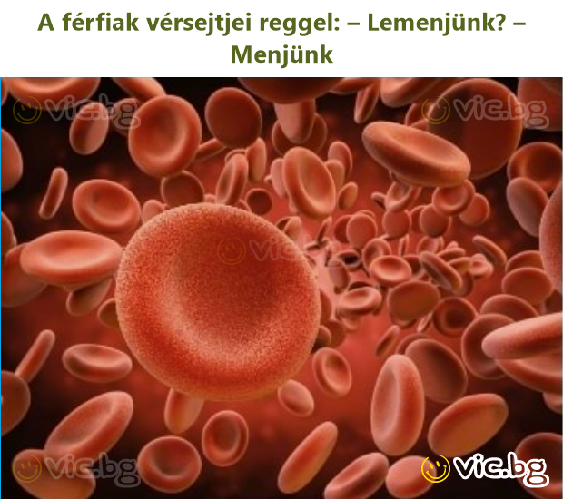 A férfiak vérsejtjei reggel: – Lemenjünk? – Menjünk