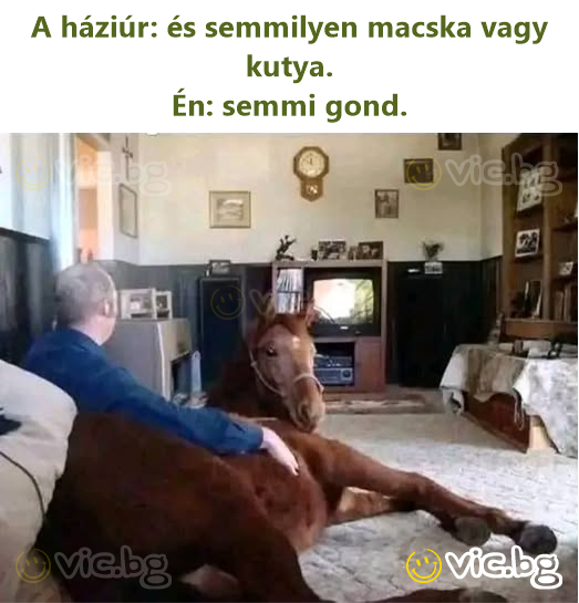 A háziúr: és semmilyen macska vagy kutya.  Én: semmi gond.