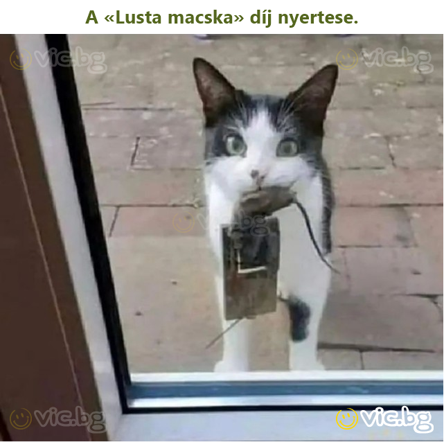 A «Lusta macska» díj nyertese.