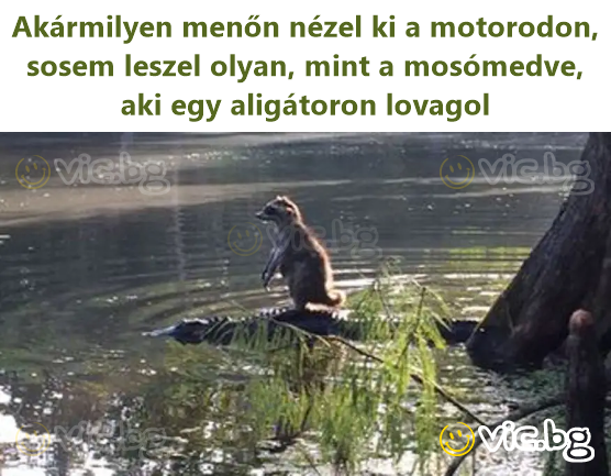Akármilyen menőn nézel ki a motorodon, sosem leszel olyan, mint a mosómedve, aki egy aligátoron lovagol