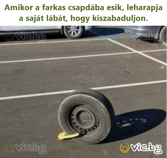 Amikor a farkas csapdába esik, leharapja a saját lábát, hogy kiszabaduljon.