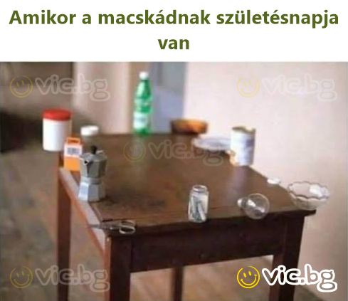 Amikor a macskádnak születésnapja van