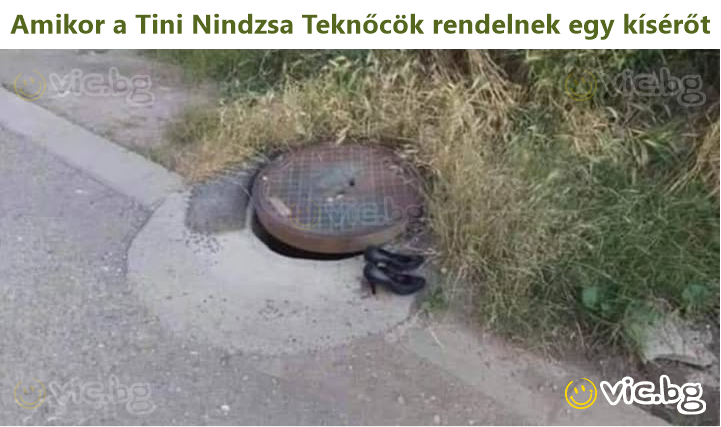 Amikor a Tini Nindzsa Teknőcök rendelnek egy kísérőt
