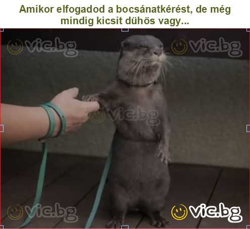 Amikor elfogadod a bocsánatkérést, de még mindig kicsit dühös vagy...