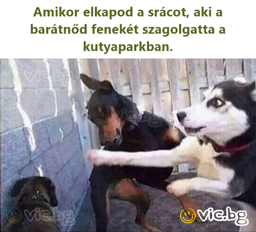 Amikor elkapod a srácot, aki a barátnőd fenekét szagolgatta a kutyaparkban.
