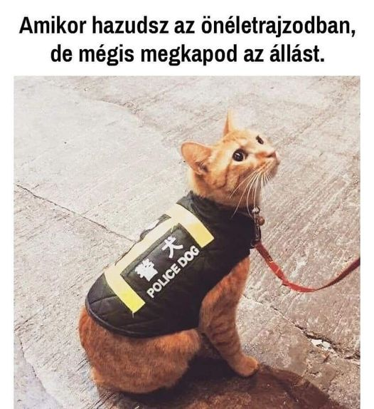 Amikor hazudsz az önéletrajzodban, de mégis megapod az állást.