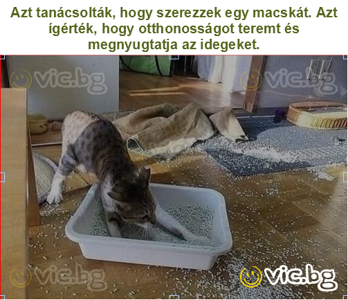 Azt tanácsolták, hogy szerezzek egy macskát. Azt ígérték, hogy otthonosságot teremt és megnyugtatja az idegeket.