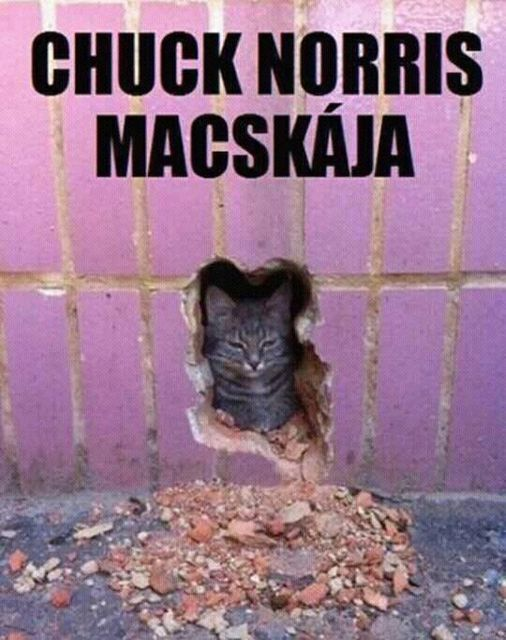 Chuck norris macskája