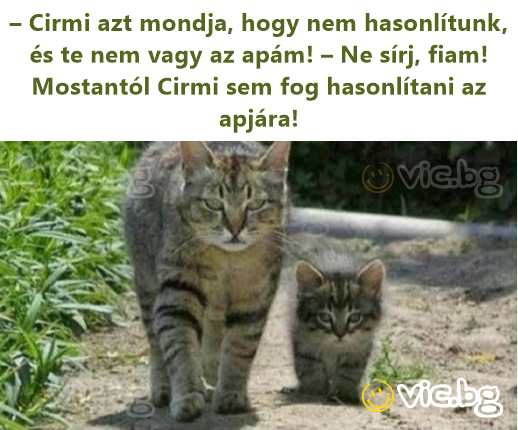 – Cirmi azt mondja, hogy nem hasonlítunk, és te nem vagy az apám! – Ne sírj, fiam! Mostantól Cirmi sem fog hasonlítani az apjára!