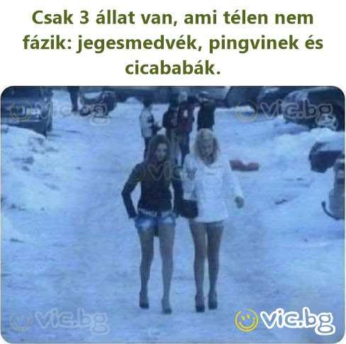 Csak 3 állat van, ami télen nem fázik: jegesmedvék, pingvinek és cicababák.