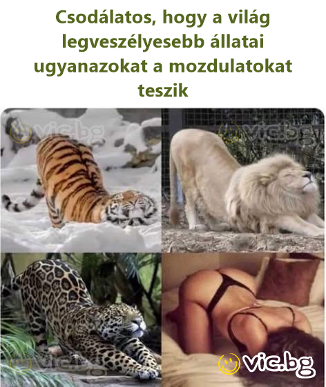 Csodálatos, hogy a világ legveszélyesebb állatai ugyanazokat a mozdulatokat teszik