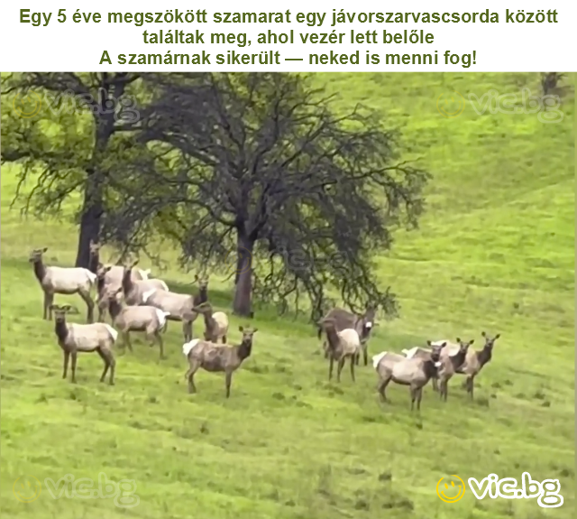 Egy 5 éve megszökött szamarat egy jávorszarvascsorda között találtak meg, ahol vezér lett belőle
A szamárnak sikerült — neked is menni fog!