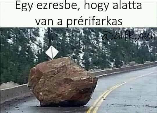 Egy ezresbe, hogy alatta van a prérifarkas
