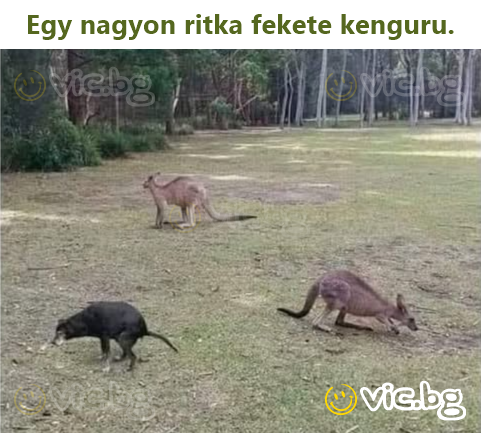 Egy nagyon ritka fekete kenguru.