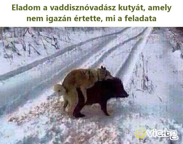 Eladom a vaddisznóvadász kutyát, amely nem igazán értette, mi a feladata