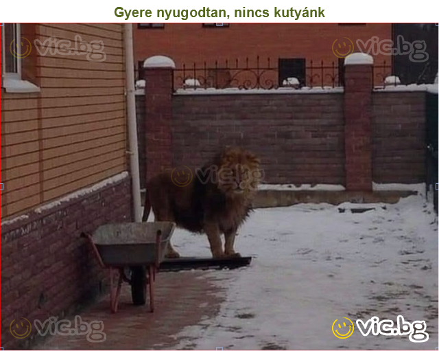 Gyere nyugodtan, nincs kutyánk