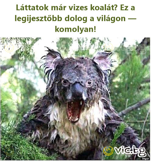 Láttatok már vizes koalát? Ez a legijesztőbb dolog a világon — komolyan!