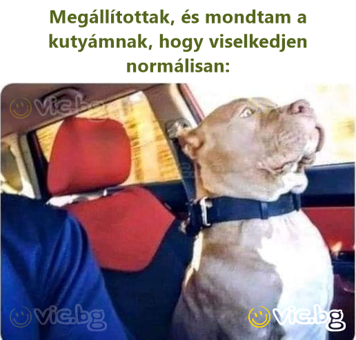 Megállítottak, és mondtam a kutyámnak, hogy viselkedjen normálisan: