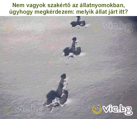 Nem vagyok szakértő az állatnyomokban, úgyhogy megkérdezem: melyik állat járt itt?