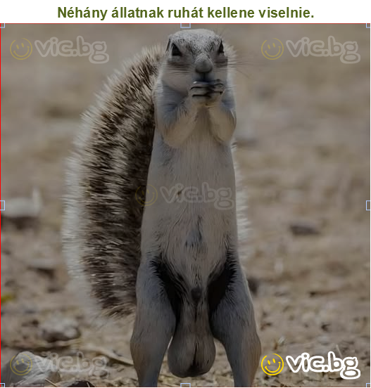 Néhány állatnak ruhát kellene viselnie.
