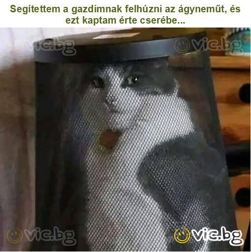 Segítettem a gazdimnak felhúzni az ágyneműt, és ezt kaptam érte cserébe...