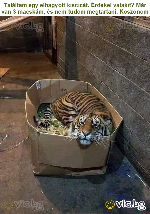 Találtam egy elhagyott kiscicát. Érdekel valakit? Már van 3 macskám, és nem tudom megtartani. Köszönöm