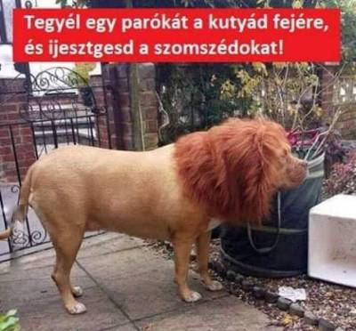 Tegyél egy parókát a kutyád fejére, és ijesztgesd a szomszédokat!