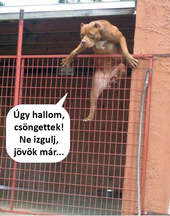 Ugy hallom, cöngettek! Ne izgulj, jövök már...