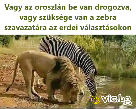 Vagy az oroszlán be van drogozva, vagy szüksége van a zebra szavazatára az erdei választásokon