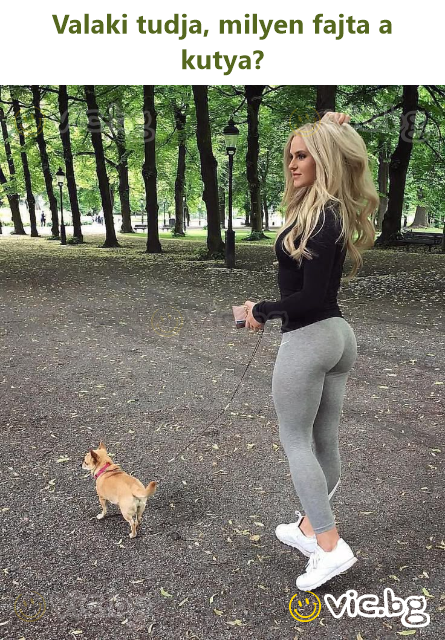 Valaki tudja, milyen fajta a kutya?