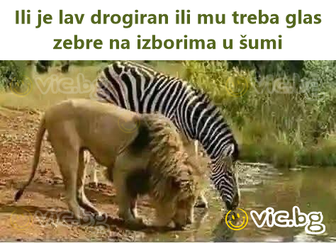 Ili je lav drogiran ili mu treba glas zebre na izborima u šumi