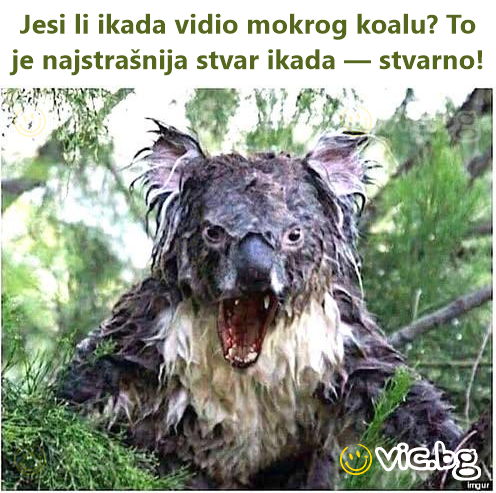 Jesi li ikada vidio mokrog koalu? To je najstrašnija stvar ikada — stvarno!