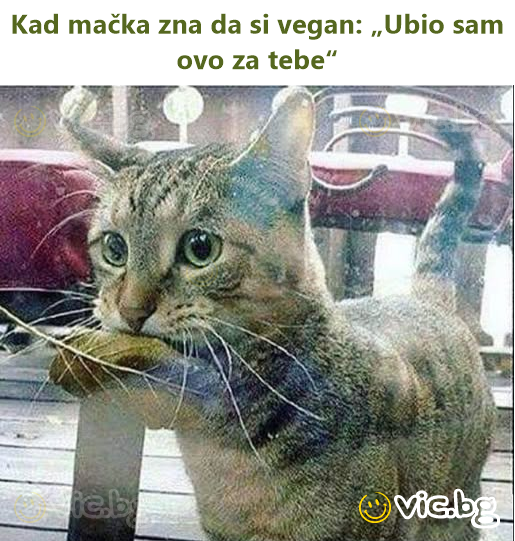 Kad mačka zna da si vegan: „Ubio sam ovo za tebe“