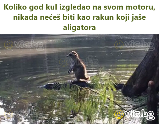 Koliko god kul izgledao na svom motoru, nikada nećeš biti kao rakun koji jaše aligatora