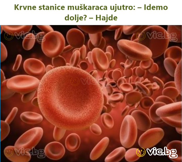 Krvne stanice muškaraca ujutro: – Idemo dolje? – Hajde