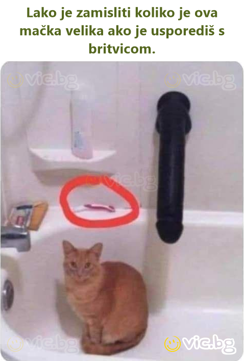 Lako je zamisliti koliko je ova mačka velika ako je usporediš s britvicom.