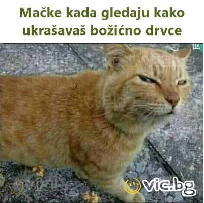 Mačke kada gledaju kako ukrašavaš božićno drvce