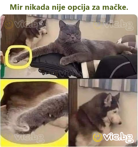 Mir nikada nije opcija za mačke.
