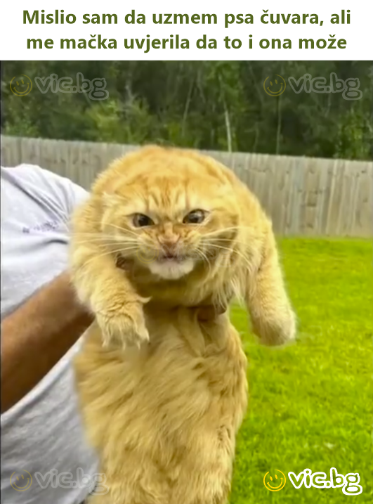 Mislio sam da uzmem psa čuvara, ali me mačka uvjerila da to i ona može