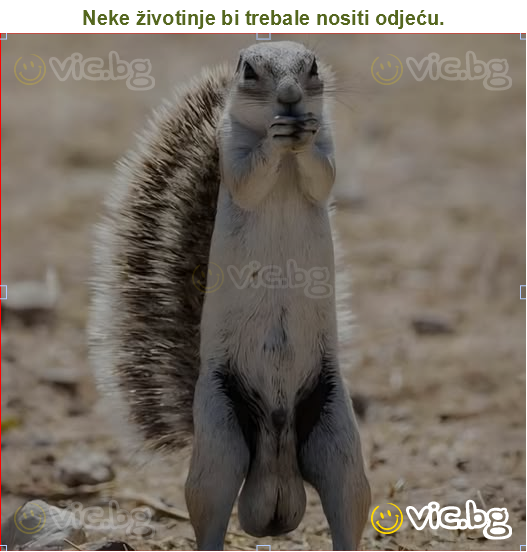 Neke životinje bi trebale nositi odjeću.