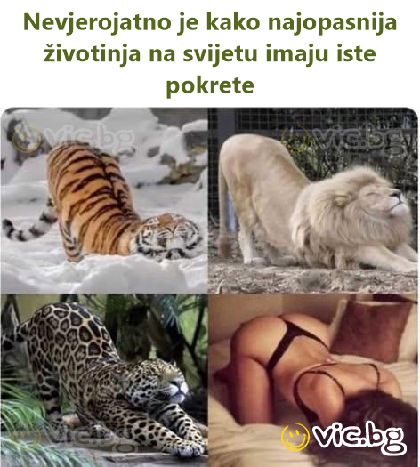Nevjerojatno je kako najopasnija životinja na svijetu imaju iste pokrete