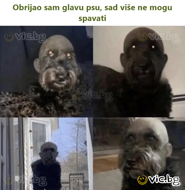 Obrijao sam glavu psu, sad više ne mogu spavati