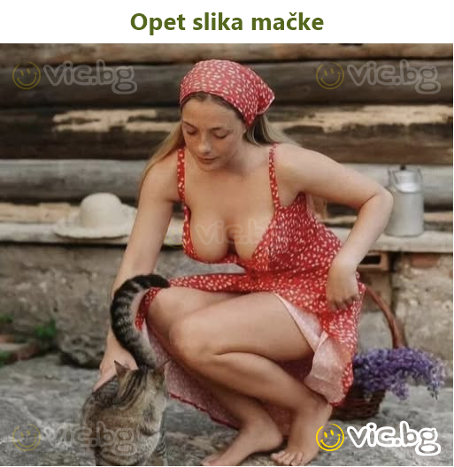 Opet slika mačke